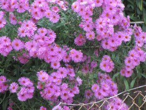 IMG_1013.JPG
