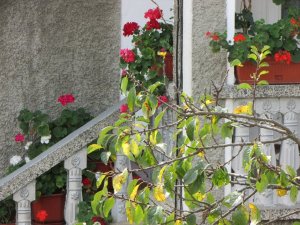 IMG_1016.JPG