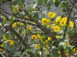 IMG_1014.JPG