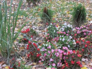 IMG_1025.JPG
