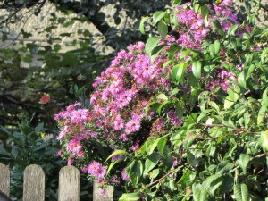 IMG_1176.JPG