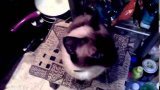 Смешное видео с кошками. Сиамская порода. Любимый корм Sheba